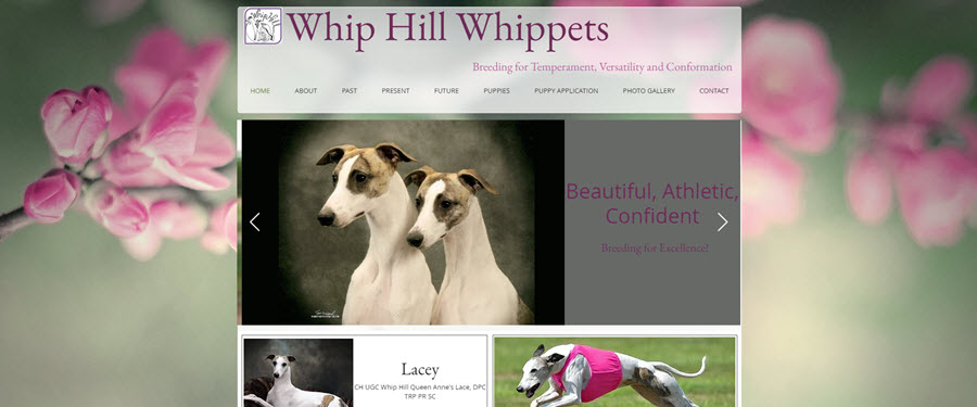 Whip Hill Whippets